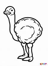 Cute Ostrich Coloring Page  Free Printable Pages sketch template