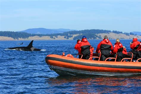 10 Outstanding Victoria Whale Watching Tours for 2025 - Sea to Summit ...