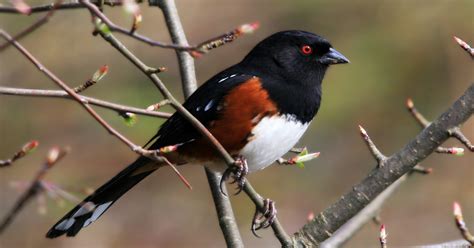 High Desert Bird of the Month: Spotted towhee