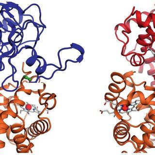 (PDF) Haptoglobin: The hemoglobin detoxifier in plasma