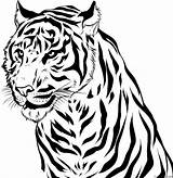 Tiger Coloring Page » Turkau sketch template