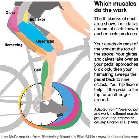 Muscle groups Used In Triathlon: Swimming, Cycling, Running | Cycling ...