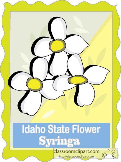 Idaho : idaho_state_flower_syringa : Classroom Clipart