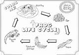 Learn Science Through Frog Life Cycle Coloring Pages  sketch template
