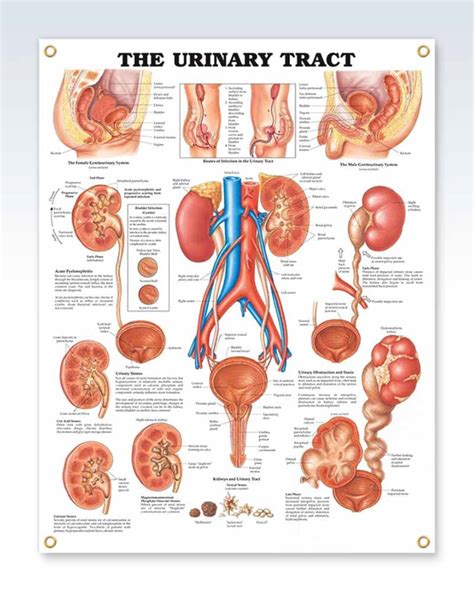 Urinary Tract Exam Room Anatomy Poster – ClinicalPosters