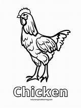 Chicken Coloring Realistic Kids Pages Printable Rooster Clipart  sketch template