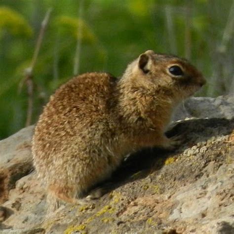 Idaho Ground Squirrel (Spermophilus brunneus) | Idaho Fish and Game