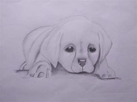 Dog Pencil Drawing Easy