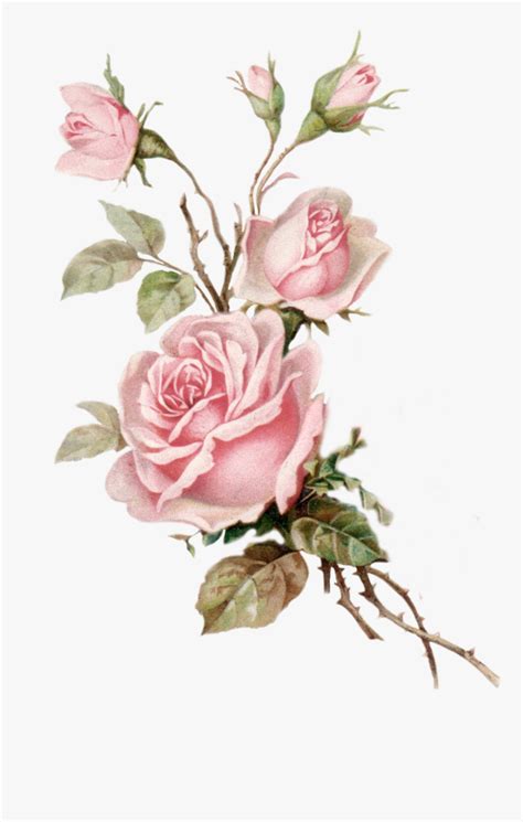 Pink Vintage Rose Background