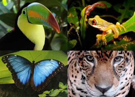 Animals love photos: Animals in the rainforest