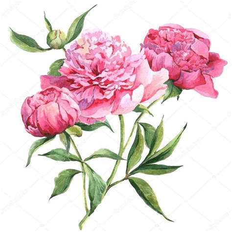 Pink peonies botanical watercolor illustration — Stock Photo © Depiano #55456999