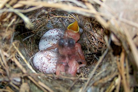 Our Carolina Wren Eggs have Hatched – TheOneThing