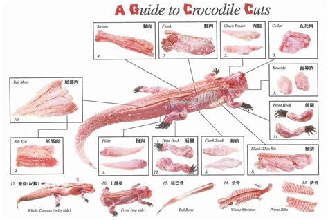 Crocodile Meat Recipe - Crocodile