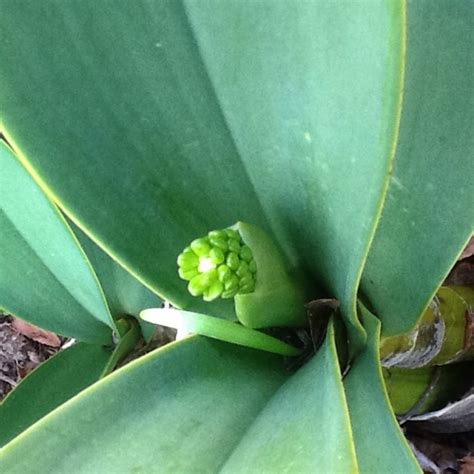 Dendrobium speciosum, Rock Orchid in GardenTags plant encyclopedia