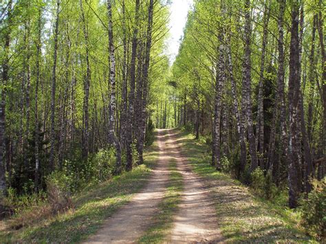 File:Forest trail in Põhja-Kõrvemaa, May 2010.jpg - Wikimedia Commons