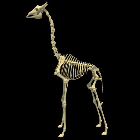 giraffe skeleton 3d model