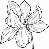 Magnolia Coloring Pages Printable For Free Download sketch template