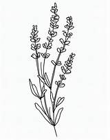 Lavender Free Printable coloring Page  Download Print Or Color Online sketch template