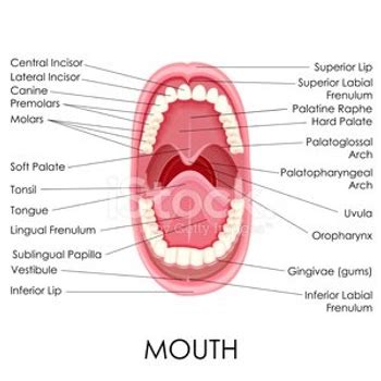 Human Mouth Anatomy Stock Vector | Royalty-Free | FreeImages