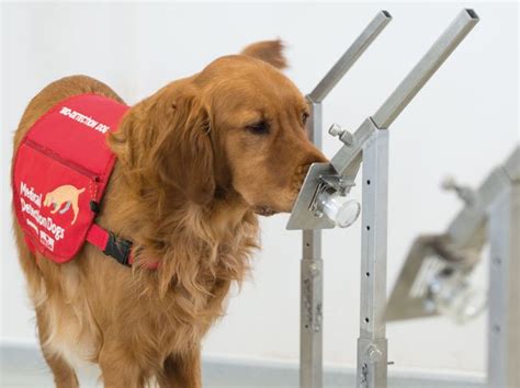 Dogs Trained to Detect Insulin Levels of Diabetes Patients – Buzzylane