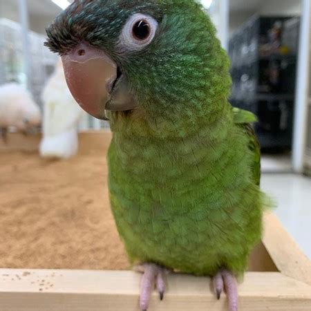 Blue Crown Conure #180138 for sale in Delran, NJ