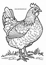 Chicken Coloring Pages  100 Free PDF Printables sketch template