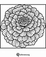 24 Free Marigold Coloring Pages – The Color Cove sketch template