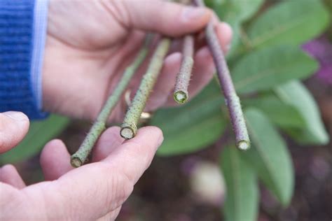 How To Take Rose Cuttings - BBC Gardeners World Magazine