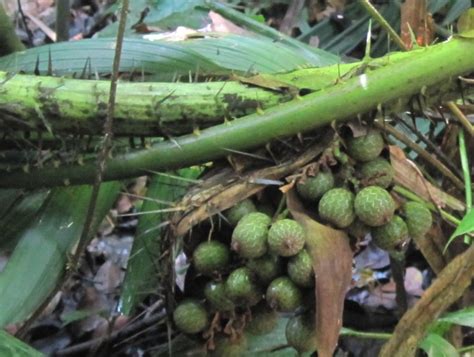 Wild Edible Tree 2 - Rattan Tree ~ RimbaGunong