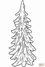 Evergreen Tree Coloring Page Sketch sketch template