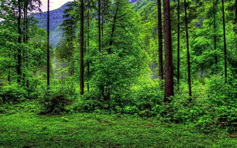 Forest Green Backgrounds - Wallpaper Cave