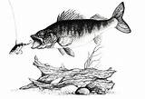 Walleye Fish Coloring Page Sketch sketch template
