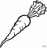 Carrot coloring Page  Free Printable Coloring Pages sketch template