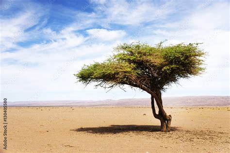 Acacia tree in Sahara Desert, Africa Stock Photo | Adobe Stock