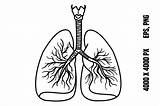 Free Respiratory System Coloring Page Download  sketch template