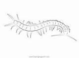 8 Centipedes Coloring Pages Ideas  coloring pages Printable sketch template