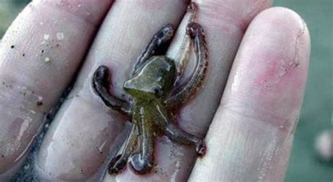 It's World Octopus Day! Here Are Eight Awesome Octopodes