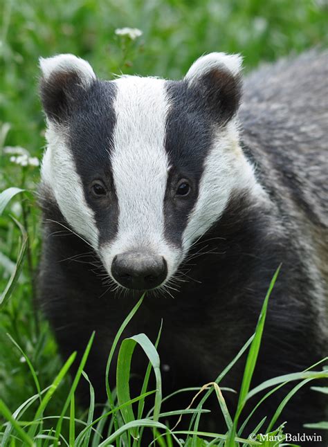 Why do badgers have striped faces? | Wildlife Online