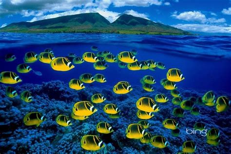 Bing Wallpapers HD Pictures Download. | Hawaii ocean, Underwater photography, Maui beach