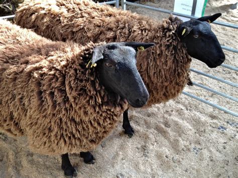 Zwartbles Sheep Open Day 2013 | zwartblesireland.com