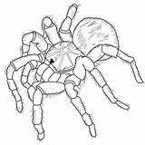 Tarantula Jumping Spiders Ausmalbild Aranhas Vogelspinne Daring  sketch template