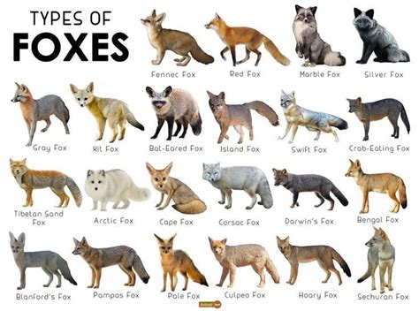 Fox species | Wiki | Therian And Otherkin Amino Amino