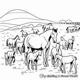 Herd Of Horses Coloring Pages  Free & Printable sketch template