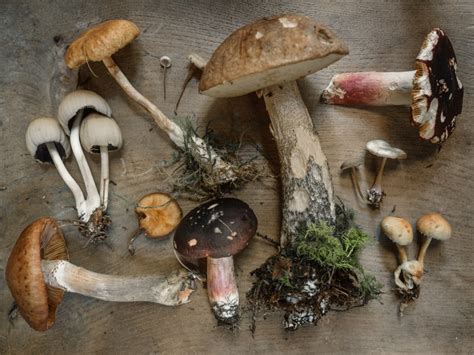 A Beginner’s Guide to Mushroom Foraging - Environment Co