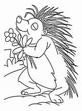 21  Porcupine Coloring Page AkeelKamryn sketch template