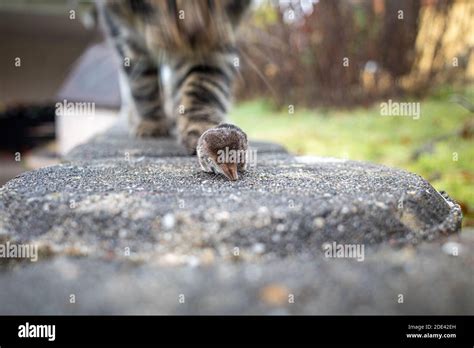 Dead mouse cartoon hi-res stock photography and images - Alamy