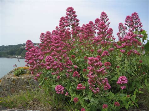 Guernsey | Garden, Plants, Landscape