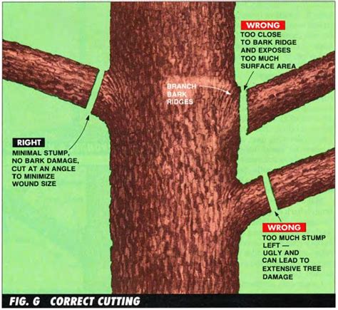 How to Prune Trees Without Killing Them (step-by-step with pictures ...