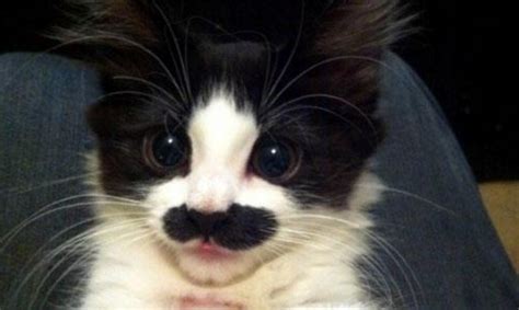 Gatos con bigotes muy graciosos - Supergracioso