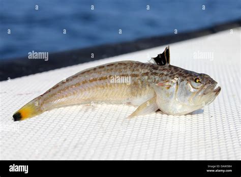 Lesser Weever Fish Echiichthys vipera Stock Photo - Alamy